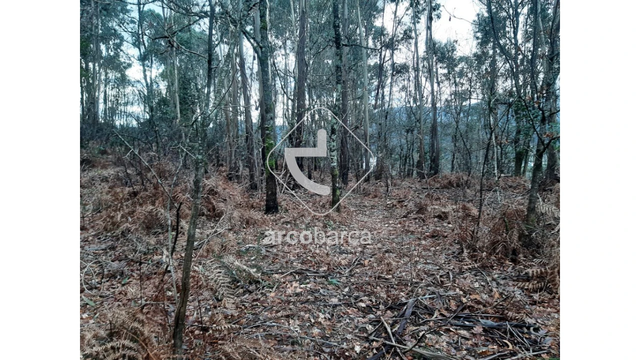 Terreno para Venda em Vilela, São Cosme e São Damião e Sá Foto 5