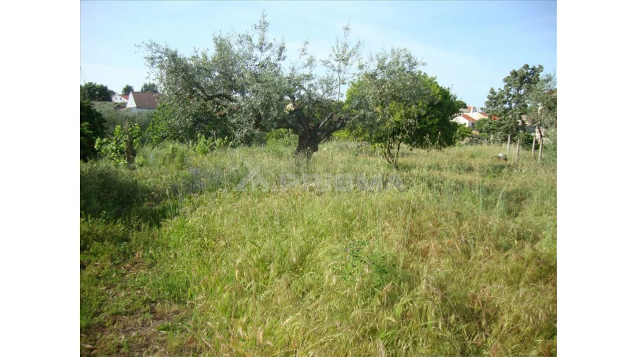 Terreno para Venda em Escalos de Baixo e Mata Foto 3