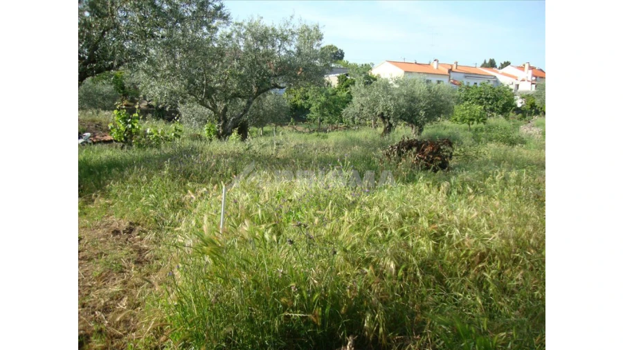 Terreno para Venda em Escalos de Baixo e Mata Foto 5