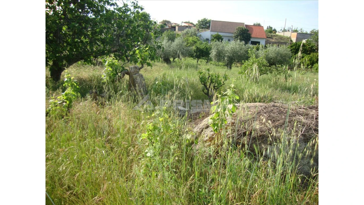 Terreno para Venda em Escalos de Baixo e Mata Foto 4