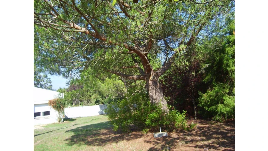 Quinta para Venda em Leiria, Pousos, Barreira e Cortes Foto 7