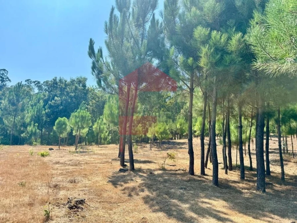 Terreno para Venda em Escariz (São Mamede) e Escariz (São Martinho) Foto 8