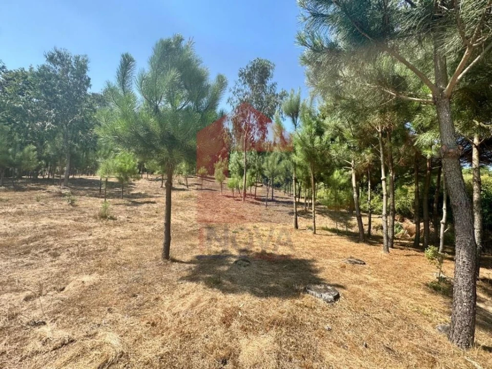 Terreno para Venda em Escariz (São Mamede) e Escariz (São Martinho) Foto 21