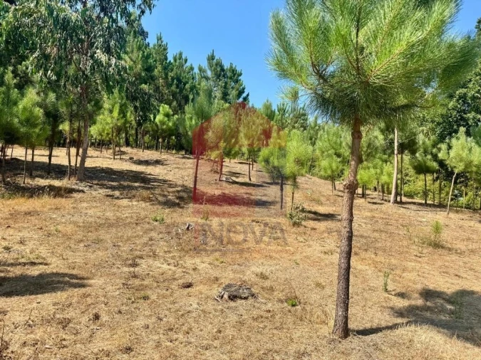 Terreno para Venda em Escariz (São Mamede) e Escariz (São Martinho) Foto 25