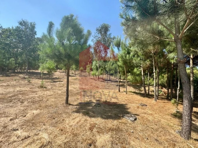 Terreno para Venda em Escariz (São Mamede) e Escariz (São Martinho) Foto 21