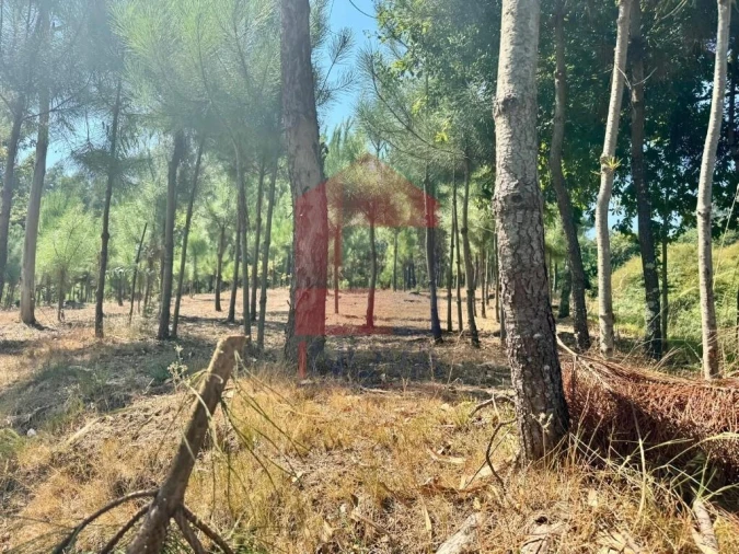 Terreno para Venda em Escariz (São Mamede) e Escariz (São Martinho) Foto 13