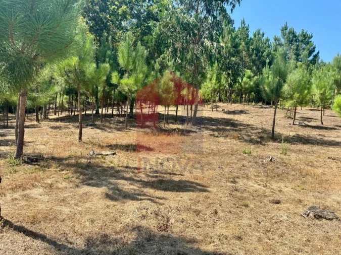 Terreno para Venda em Escariz (São Mamede) e Escariz (São Martinho) Foto 19