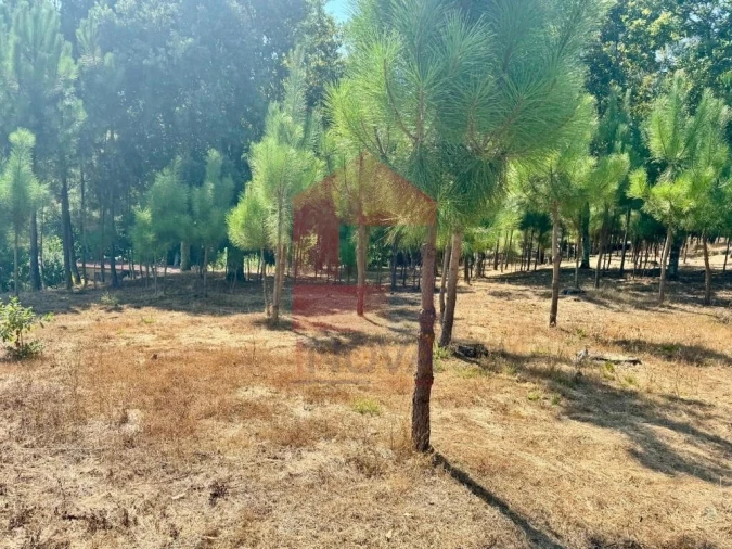Terreno para Venda em Escariz (São Mamede) e Escariz (São Martinho) Foto 18