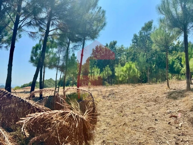 Terreno para Venda em Escariz (São Mamede) e Escariz (São Martinho) Foto 3