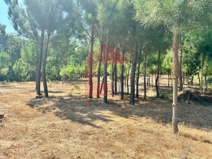 Terreno para Venda em Escariz (São Mamede) e Escariz (São Martinho) Foto 6