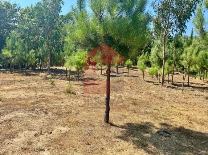 Terreno para Venda em Escariz (São Mamede) e Escariz (São Martinho) Foto 12