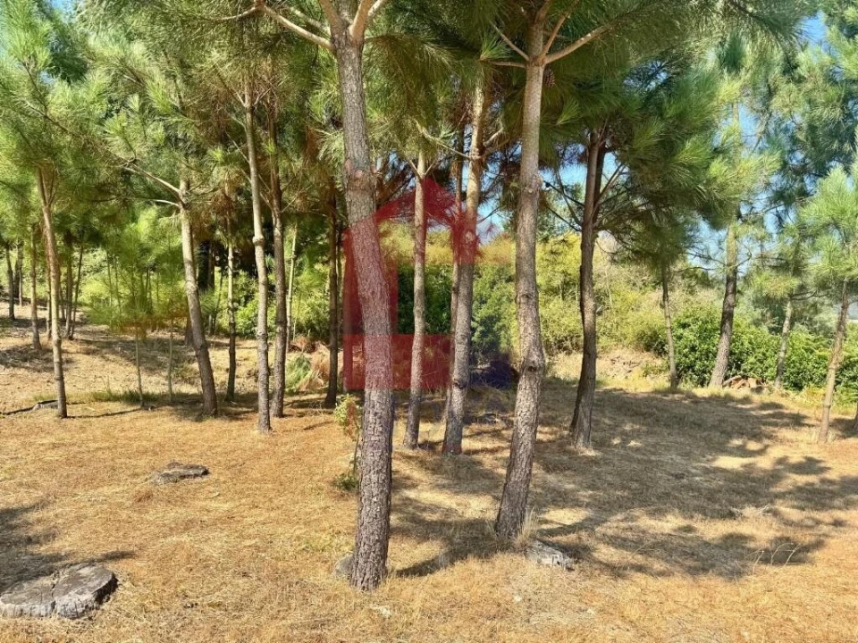 Terreno para Venda em Escariz (São Mamede) e Escariz (São Martinho) Foto 15
