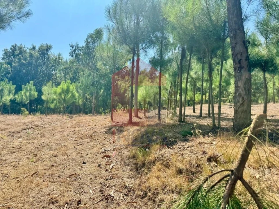 Terreno para Venda em Escariz (São Mamede) e Escariz (São Martinho) Foto 2