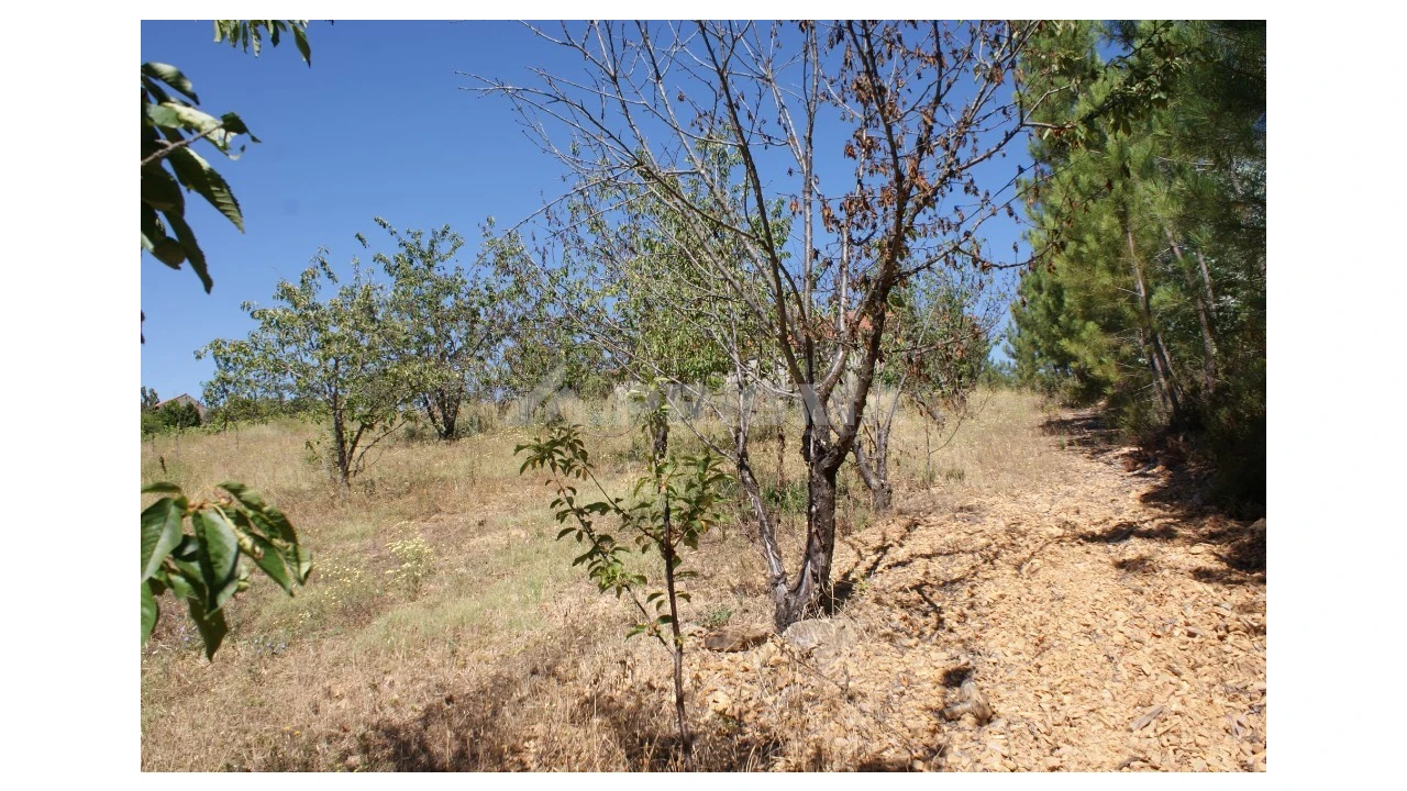 Terreno para Venda em Sobreira Formosa e Alvito da Beira Foto 3