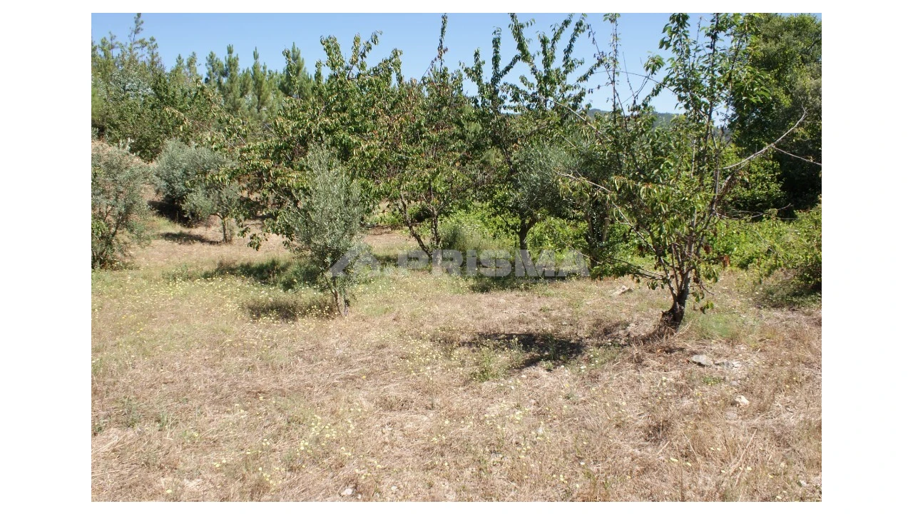 Terreno para Venda em Sobreira Formosa e Alvito da Beira Foto 8