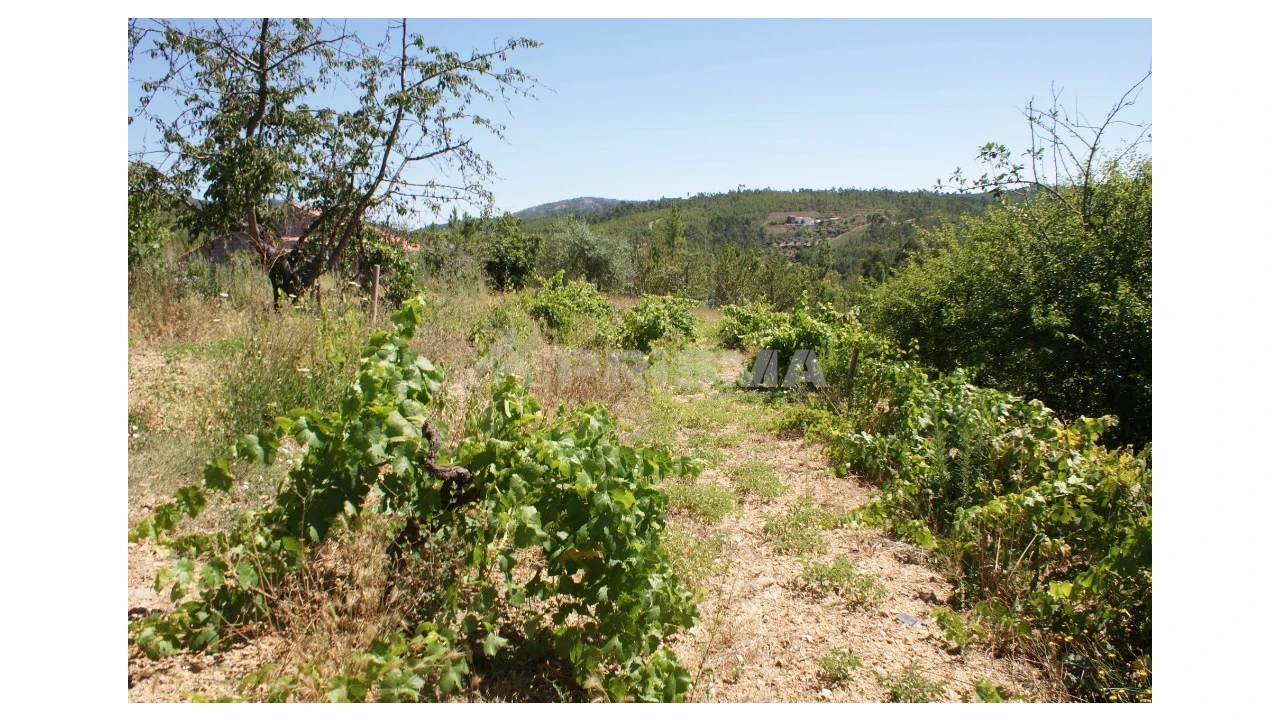 Terreno para Venda em Sobreira Formosa e Alvito da Beira Foto 15
