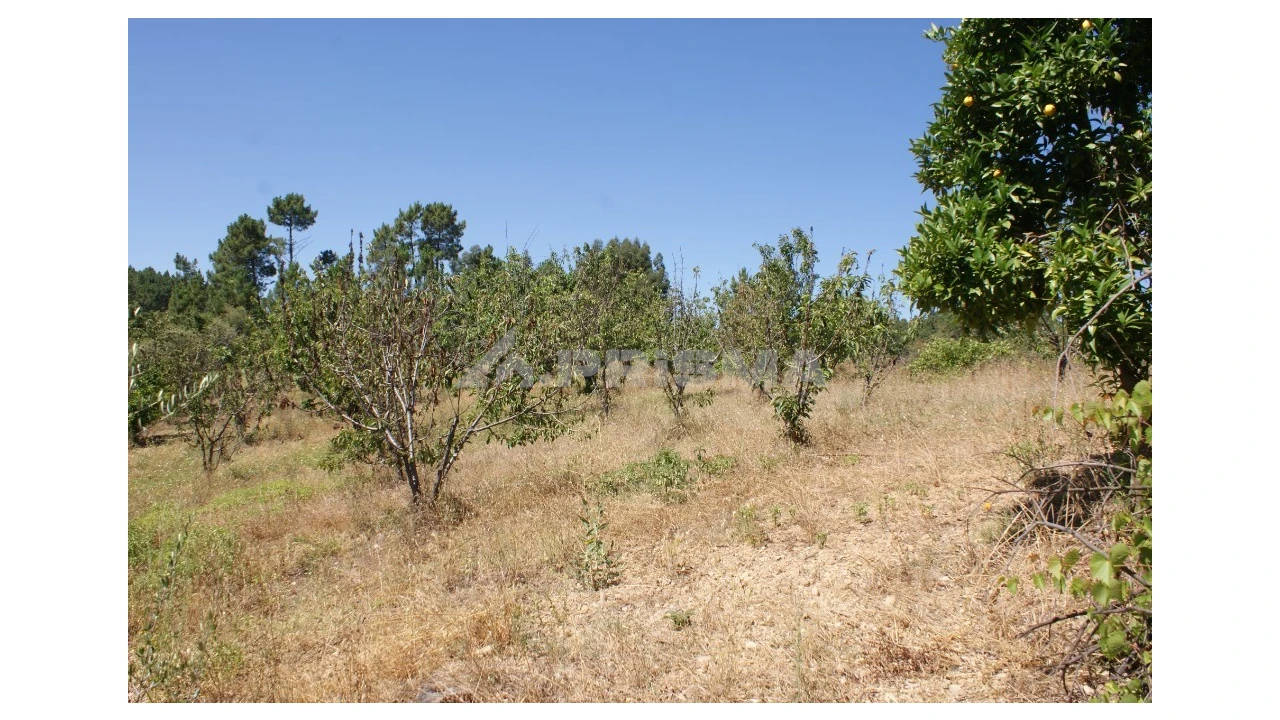 Terreno para Venda em Sobreira Formosa e Alvito da Beira Foto 12