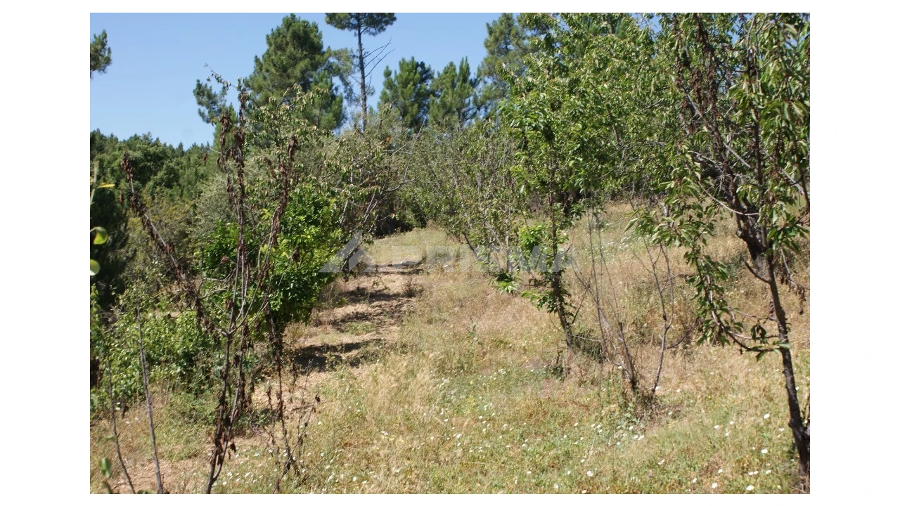 Terreno para Venda em Sobreira Formosa e Alvito da Beira Foto 11
