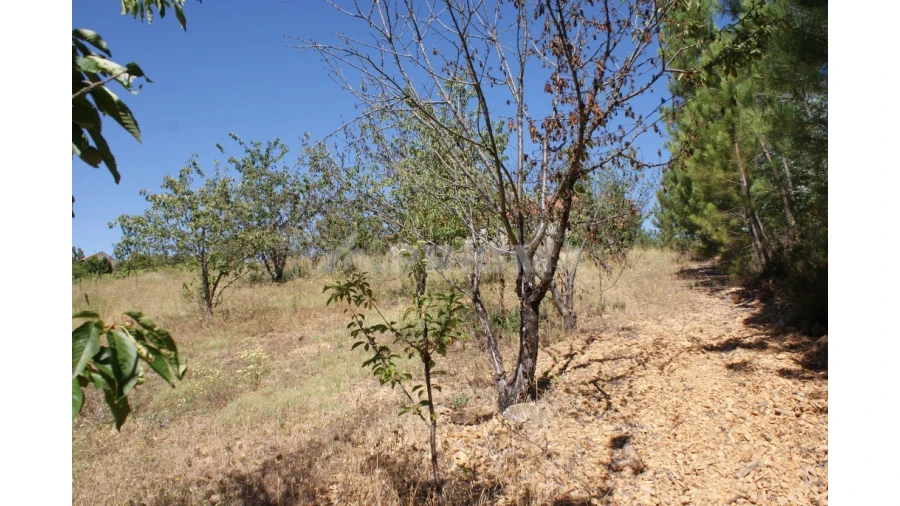 Terreno para Venda em Sobreira Formosa e Alvito da Beira Foto 3