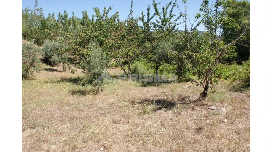 Terreno para Venda em Sobreira Formosa e Alvito da Beira Foto 8