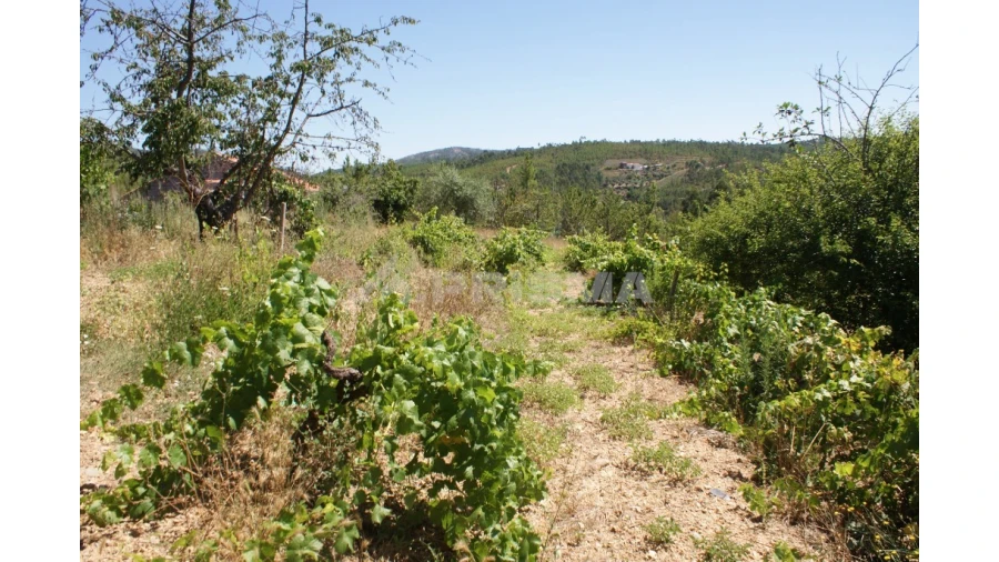 Terreno para Venda em Sobreira Formosa e Alvito da Beira Foto 15
