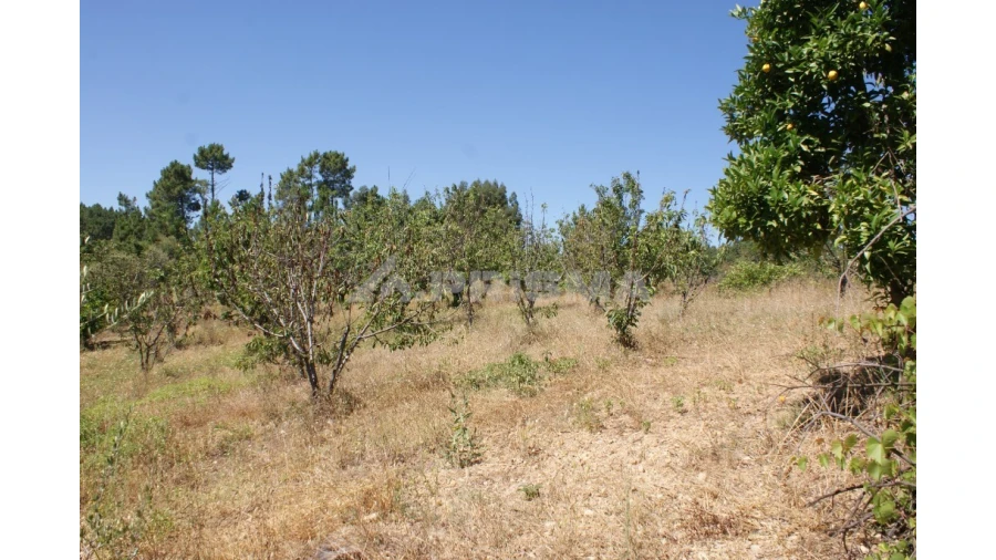 Terreno para Venda em Sobreira Formosa e Alvito da Beira Foto 12