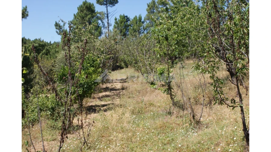 Terreno para Venda em Sobreira Formosa e Alvito da Beira Foto 11
