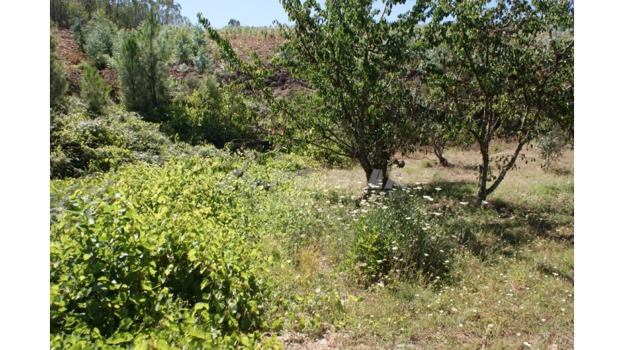 Terreno para Venda em Sobreira Formosa e Alvito da Beira Foto 4