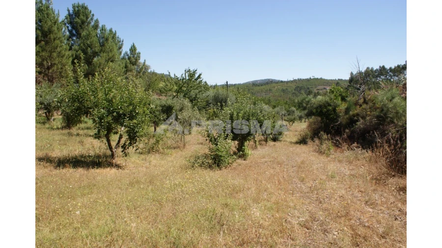 Terreno para Venda em Sobreira Formosa e Alvito da Beira Foto 10