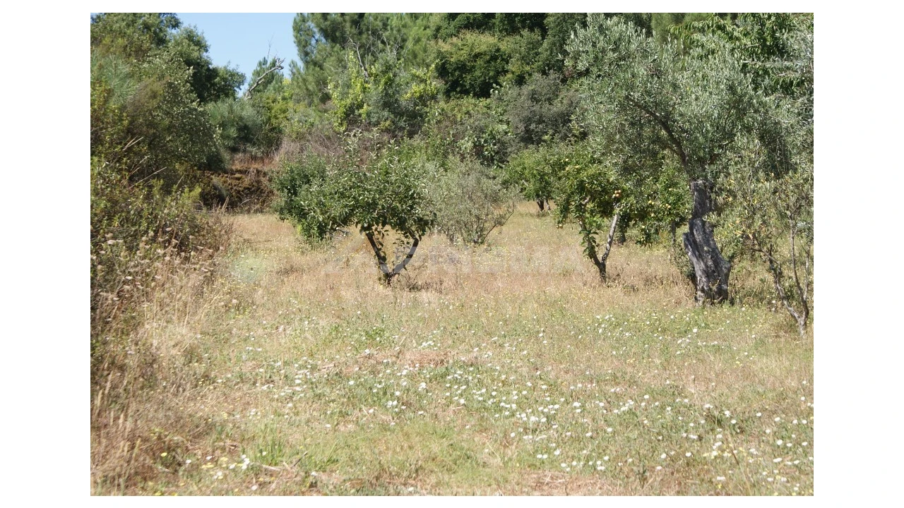 Terreno para Venda em Sobreira Formosa e Alvito da Beira Foto 9