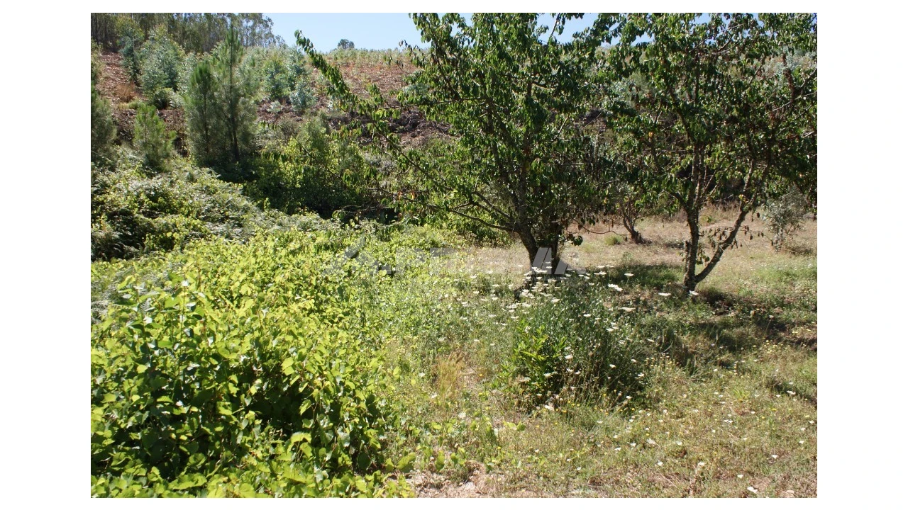 Terreno para Venda em Sobreira Formosa e Alvito da Beira Foto 4