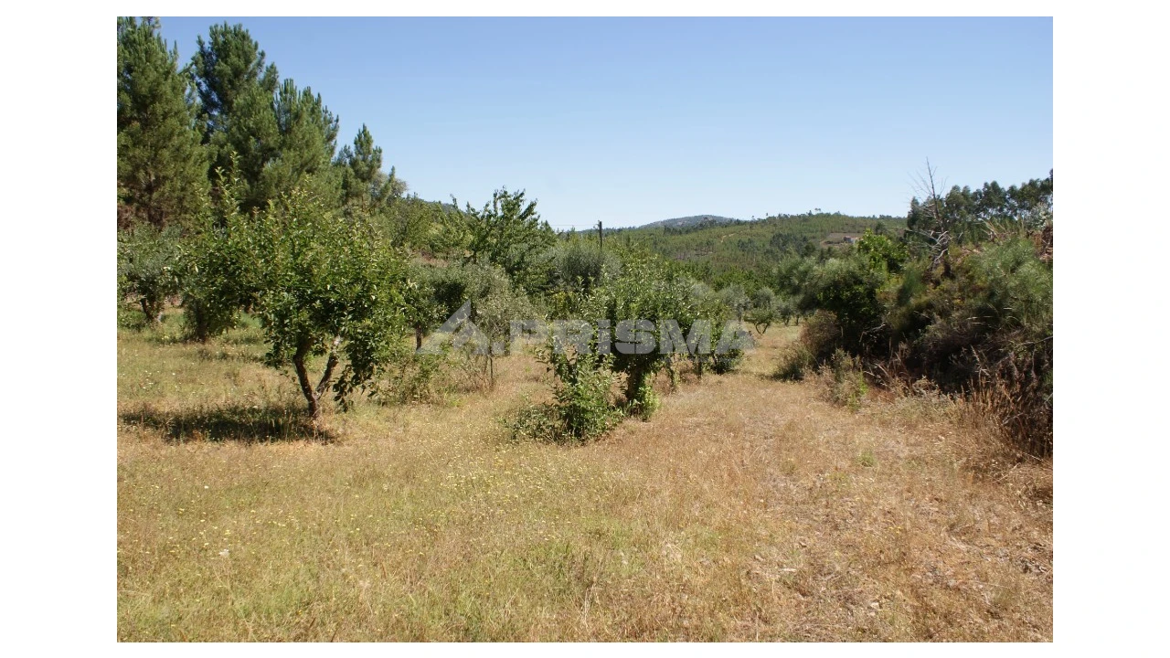 Terreno para Venda em Sobreira Formosa e Alvito da Beira Foto 10