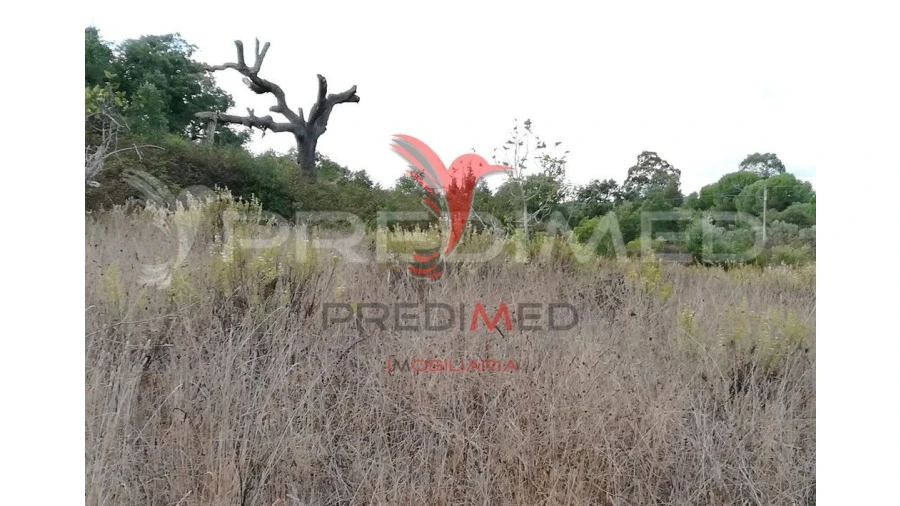 Quinta para Venda em São Bartolomeu de Messines Foto 4