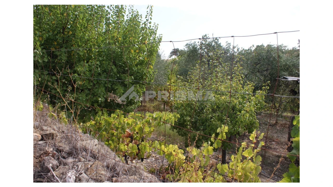 Terreno para Venda em Santana Foto 7