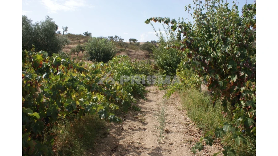 Terreno para Venda em Santana Foto 1