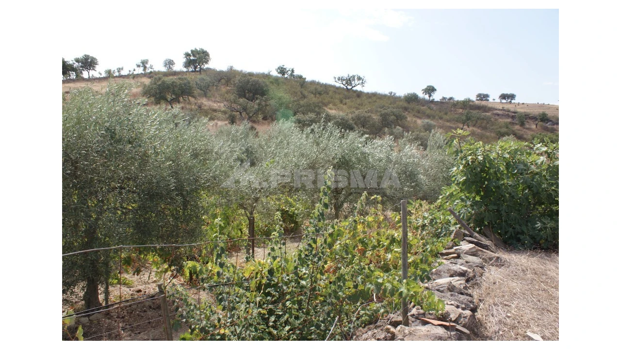 Terreno para Venda em Santana Foto 3
