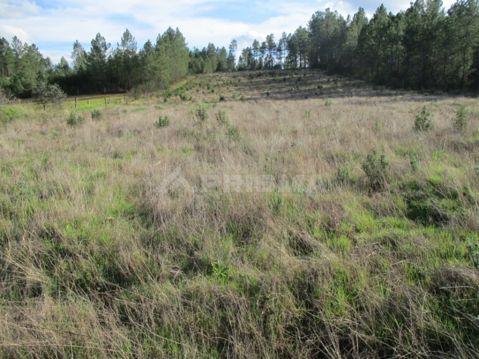 Terreno para Venda em Sarzedas Foto 5