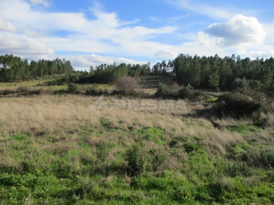 Terreno para Venda em Sarzedas Foto 8