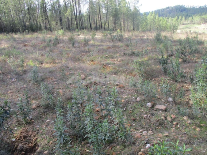 Terreno para Venda em Sarzedas Foto 2