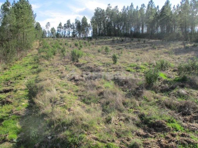 Terreno para Venda em Sarzedas Foto 4