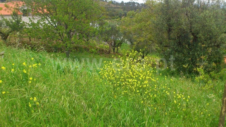 Terreno para Venda em Eiras e São Paulo de Frades Foto 1