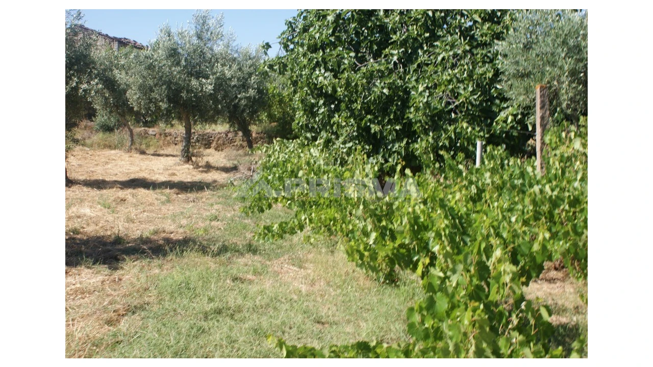 Terreno para Venda em Freixial e Juncal do Campo Foto 5