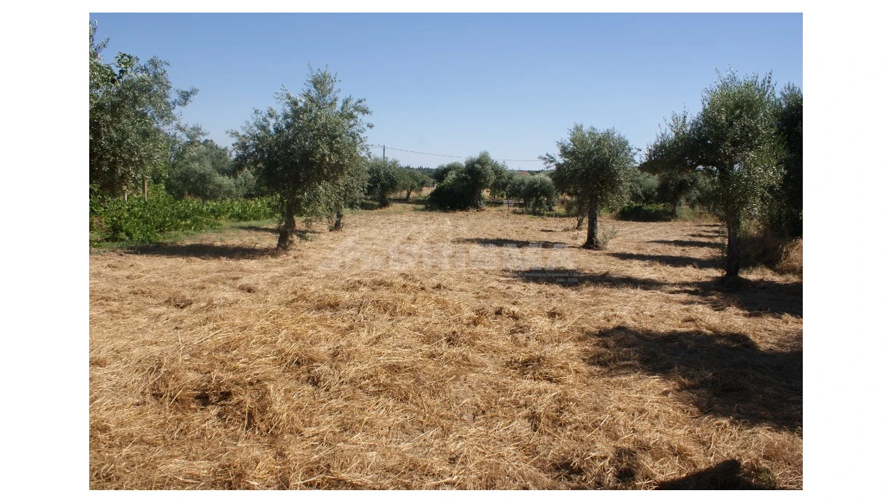 Terreno para Venda em Freixial e Juncal do Campo Foto 29