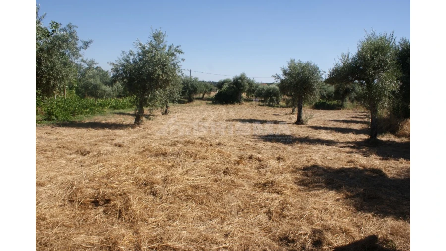 Terreno para Venda em Freixial e Juncal do Campo Foto 2