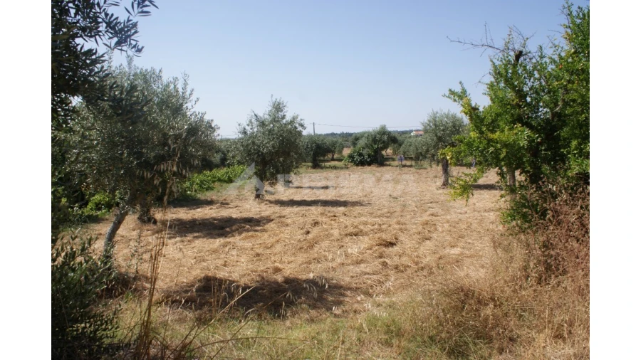 Terreno para Venda em Freixial e Juncal do Campo Foto 33