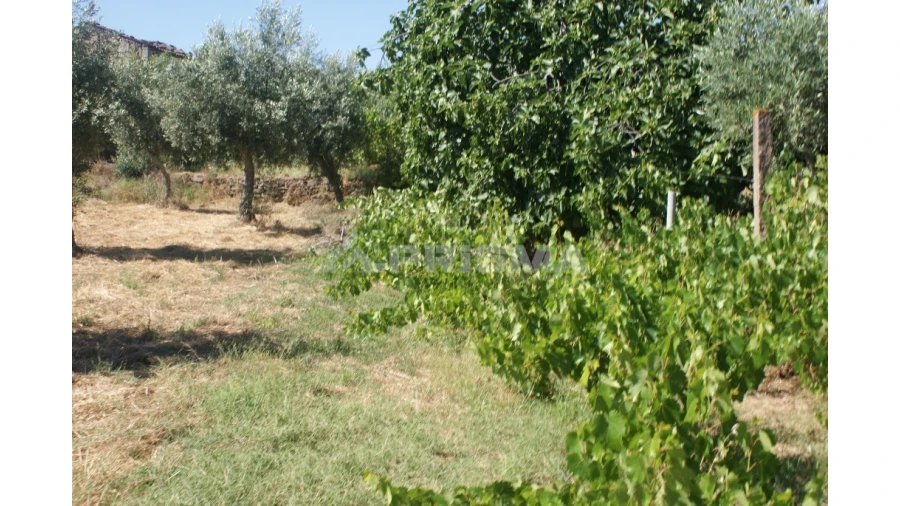 Terreno para Venda em Freixial e Juncal do Campo Foto 5