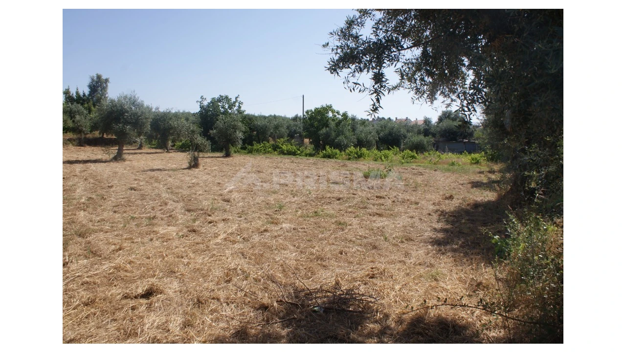 Terreno para Venda em Freixial e Juncal do Campo Foto 12