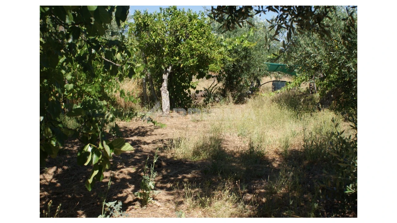 Terreno para Venda em Freixial e Juncal do Campo Foto 4