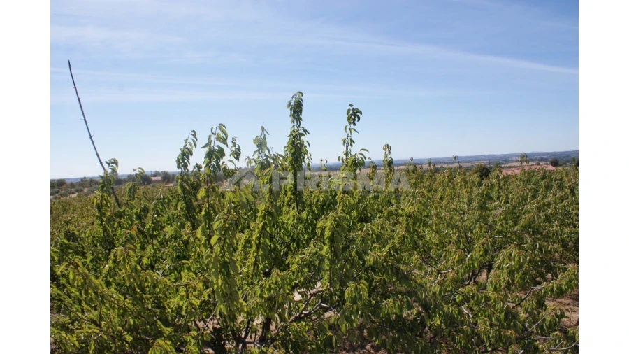 Terreno para Venda em Vale de Prazeres e Mata da Rainha Foto 3