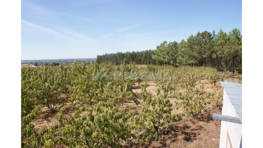 Terreno para Venda em Vale de Prazeres e Mata da Rainha Foto 25